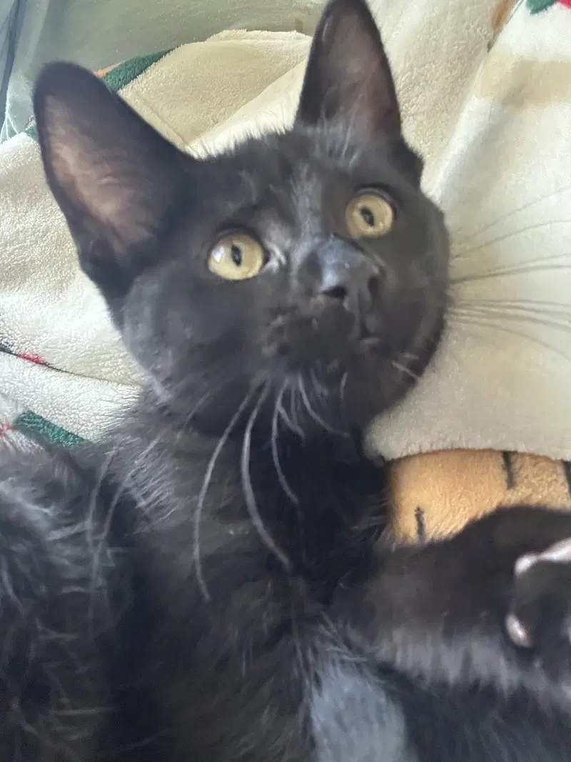 Rebekah, a female kitten up for adoption