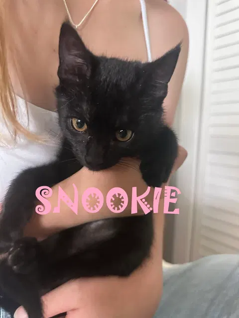 Watch the video of Snookie