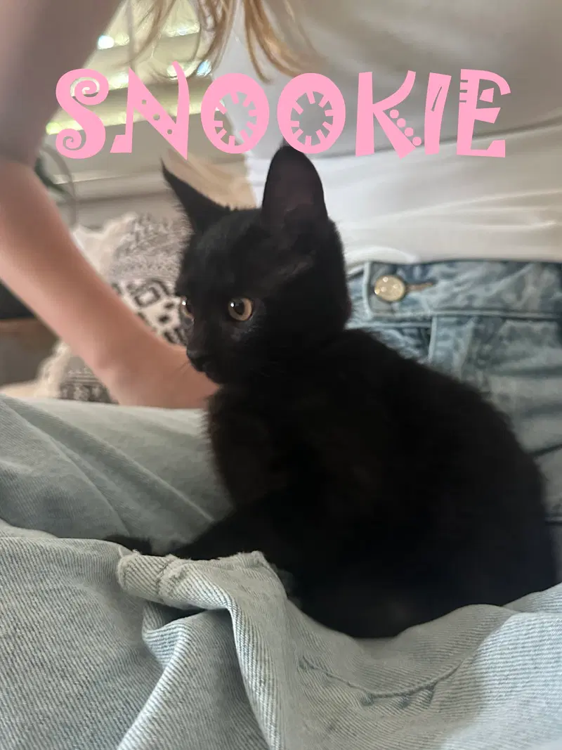 Snookie, photo 2