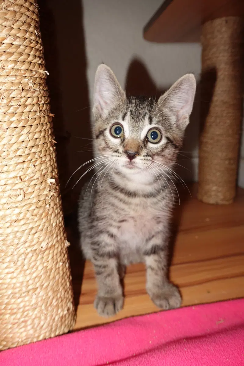 Rudy, a young male cat up for adoption