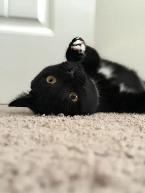 Nyx, photo 2
