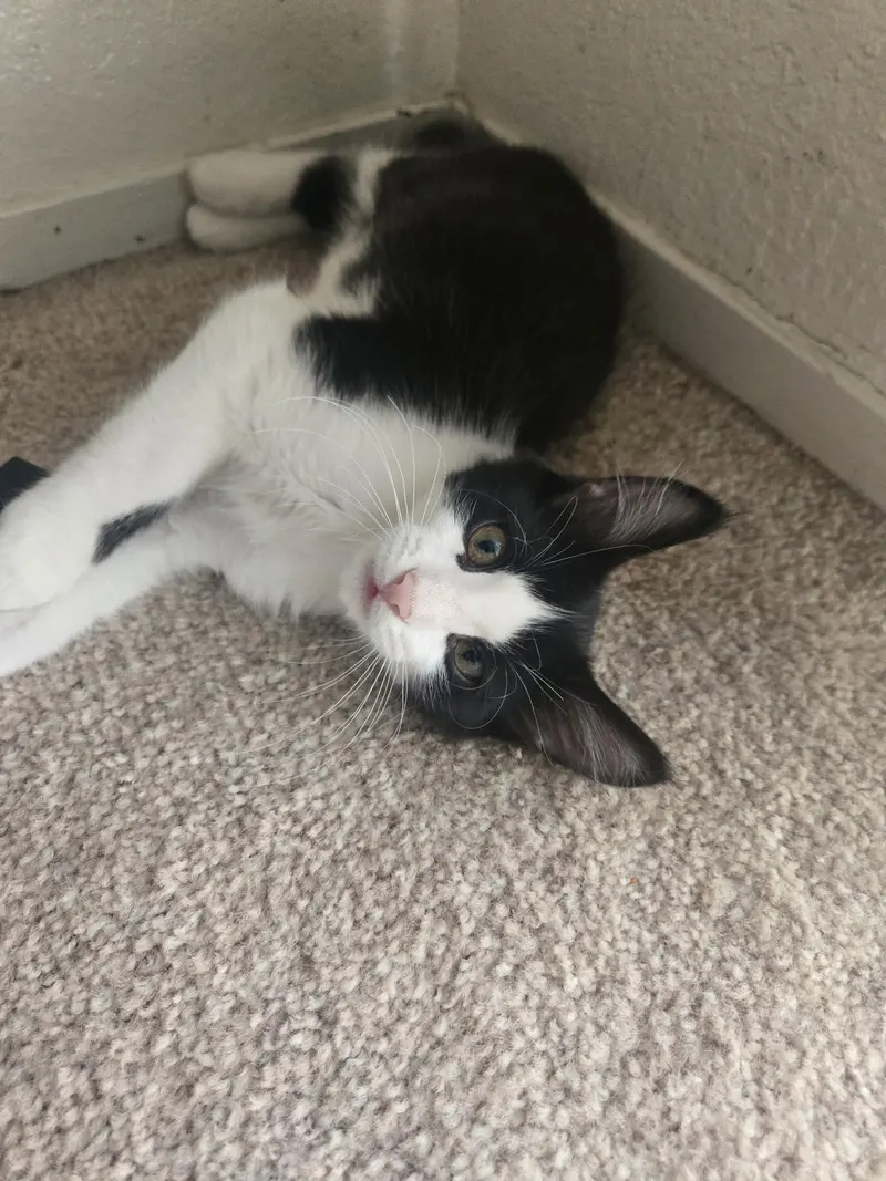 Louie, a male Tuxedo kitten up for adoption
