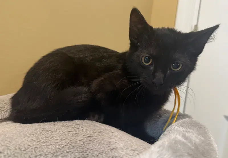 Frankenstein not at the shelter, photo 4