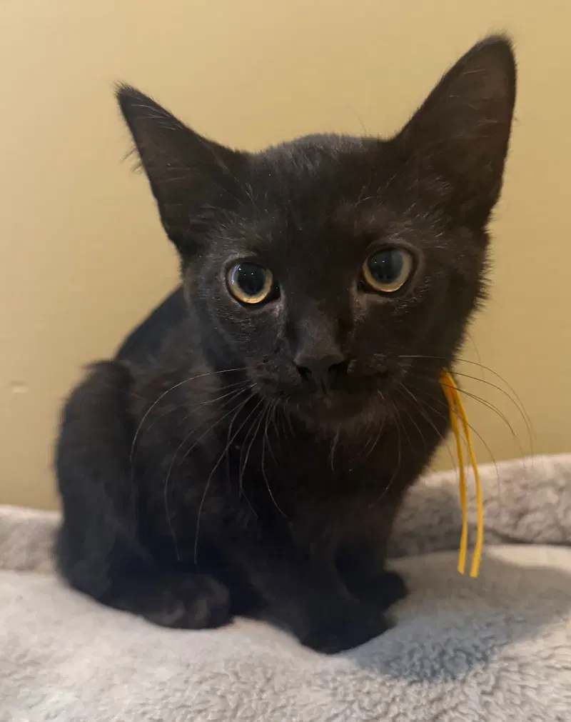 Frankenstein not at the shelter, photo 7
