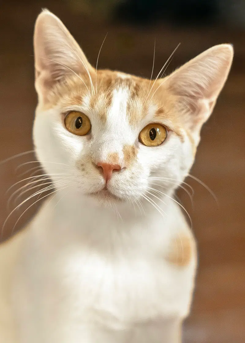 Prince QR, a young male cat up for adoption