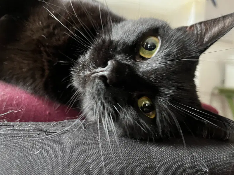 Coala, photo 2