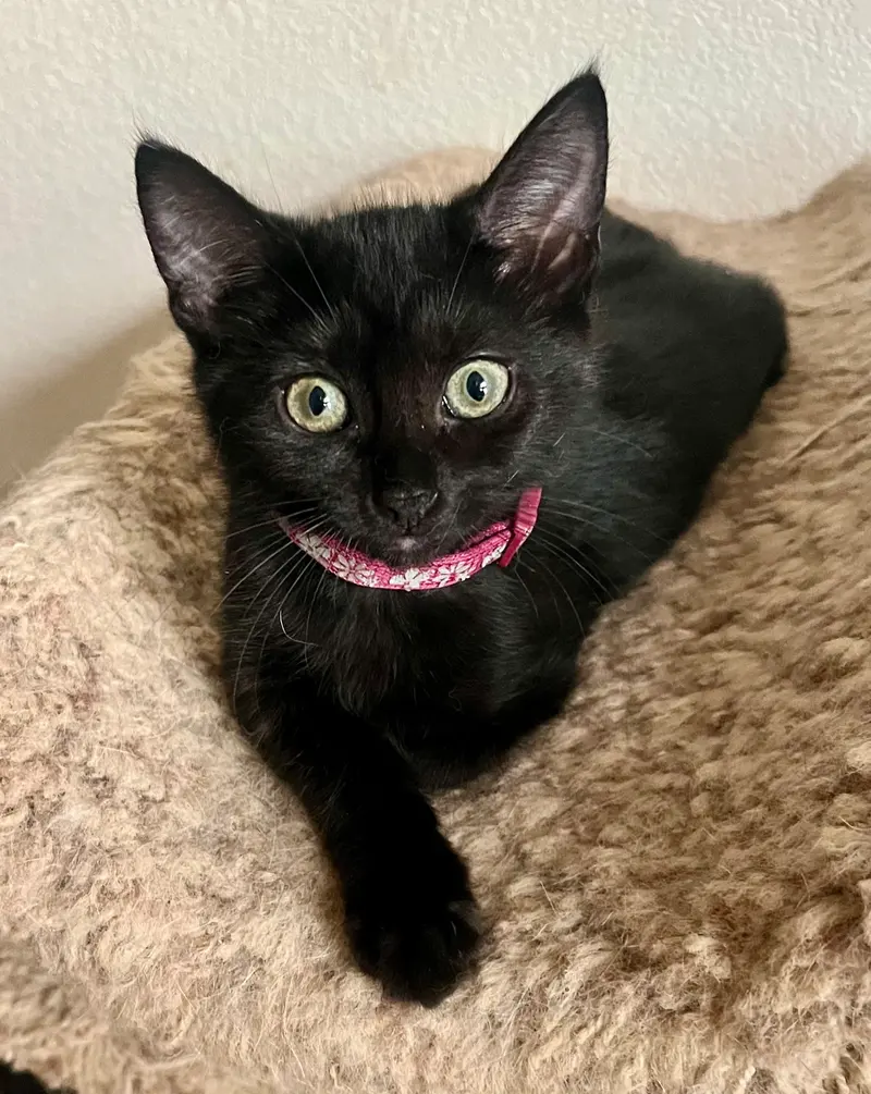 Lola, a female kitten up for adoption