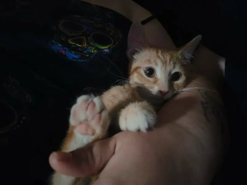 Little Foot, a male Tabby kitten up for adoption