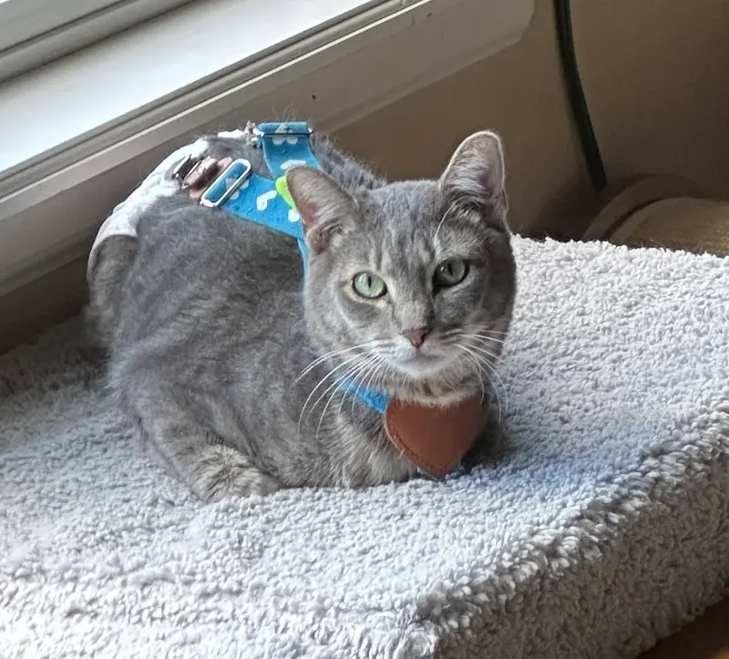 Astro Boy, an adult male cat up for adoption