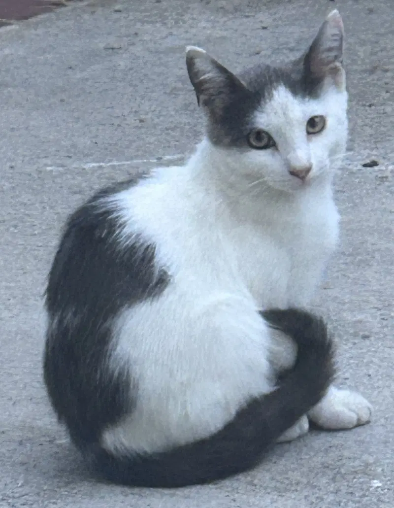 Marshmallow, photo 2