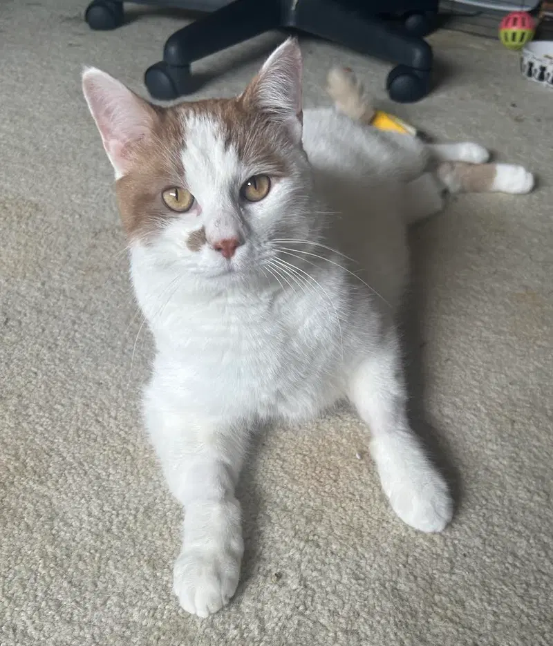 Uter, an adult male cat up for adoption