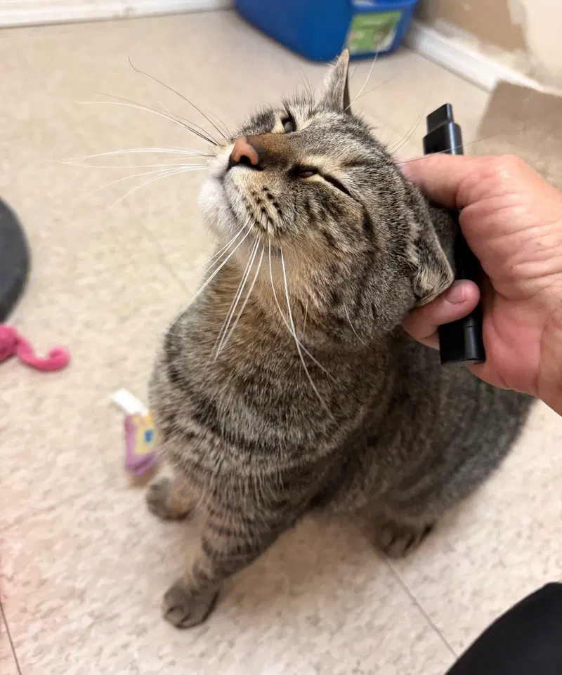 E.j., an adult female cat up for adoption