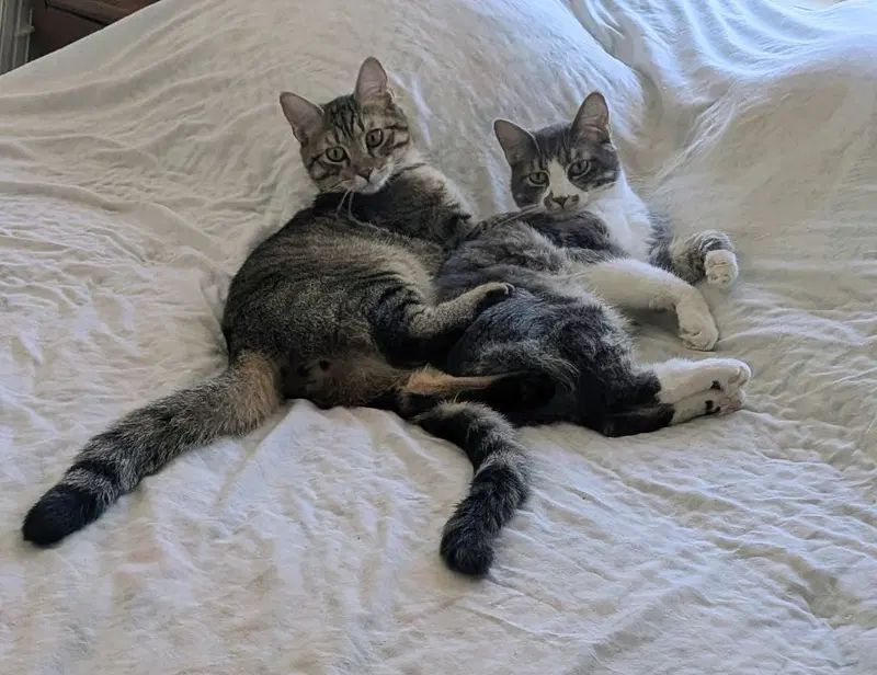 Toasty and Gordy, photo 4