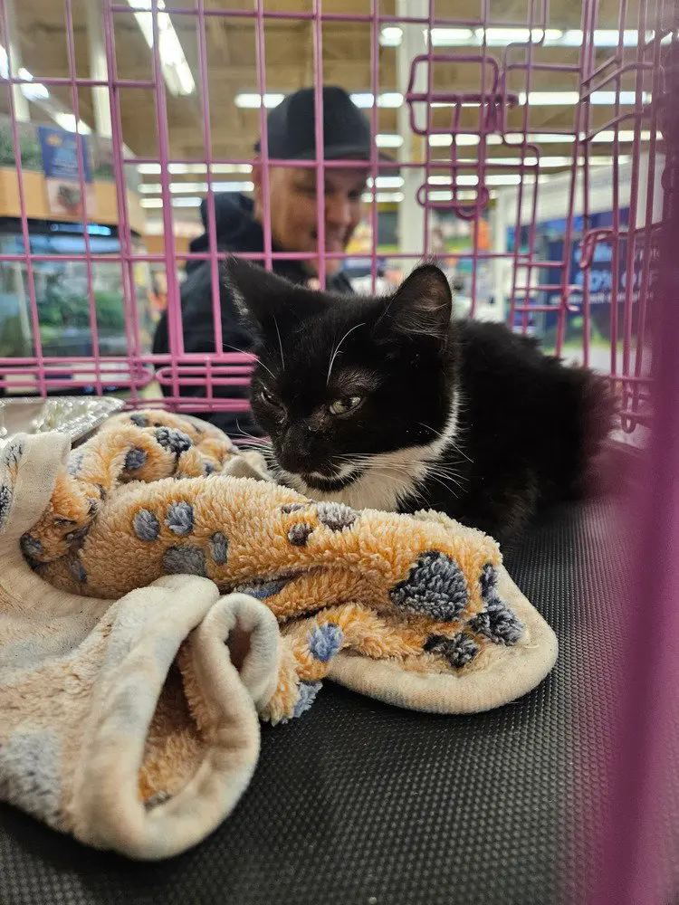 Snuggle Bug, a female kitten up for adoption