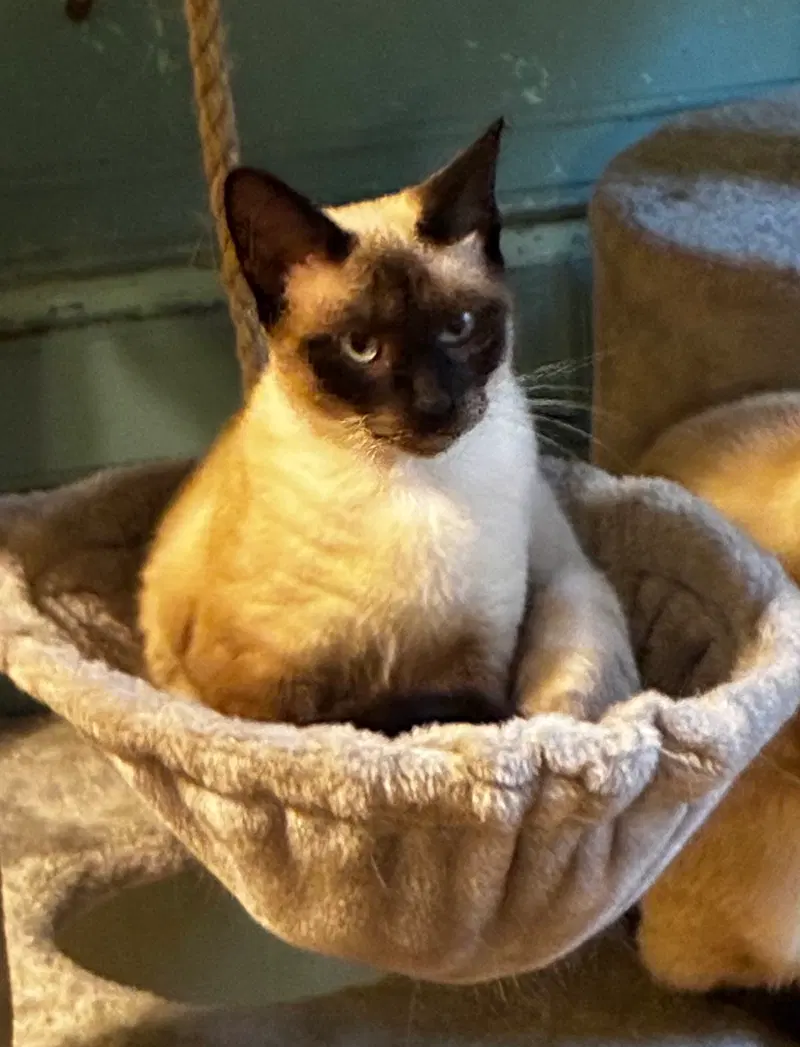 Eleanor, an adult male Siamese cat up for adoption