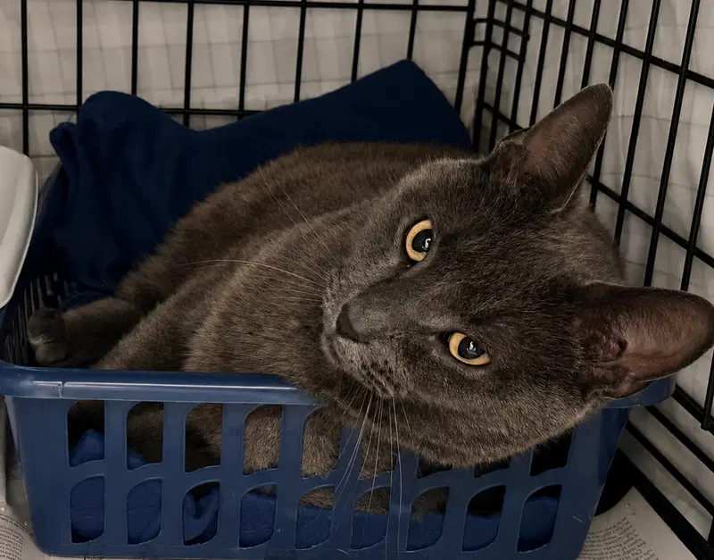 Bonnie, photo 8
