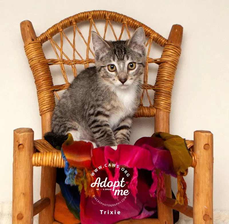 Trixie, a young female cat up for adoption