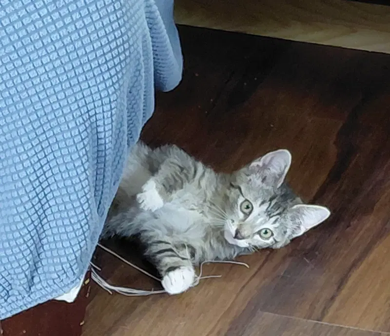 Trixie, photo 3