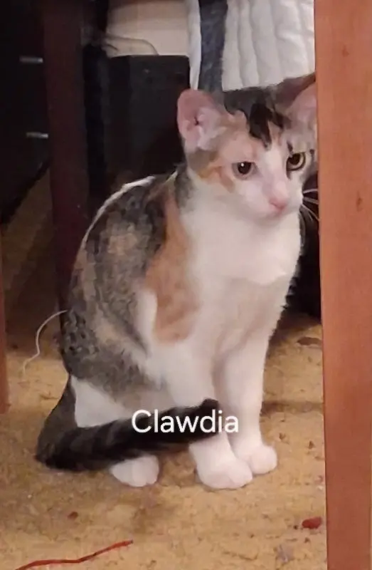 Clawdia, a female Tabby kitten up for adoption