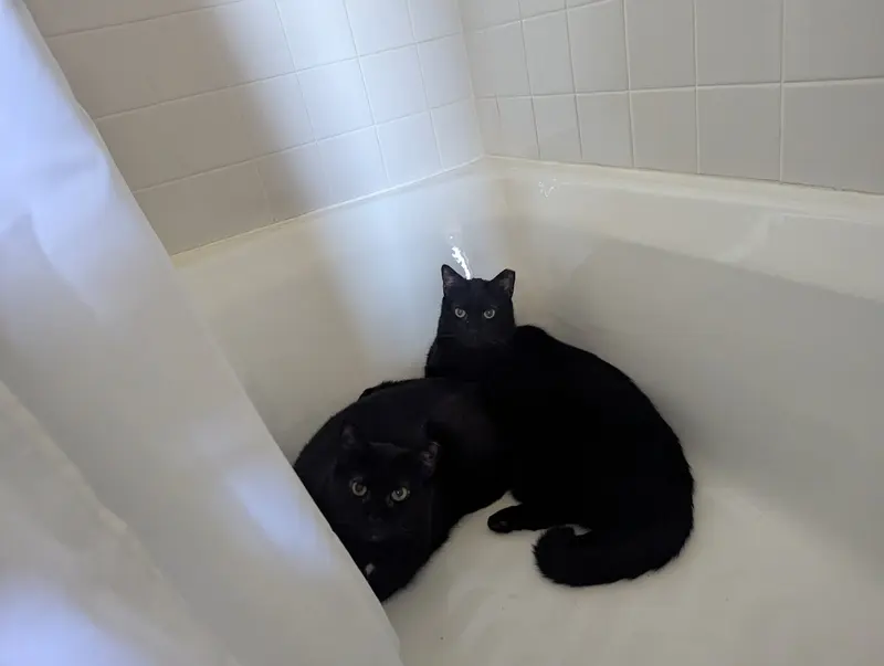 Chazzy & Ollie, adult male cats up for adoption