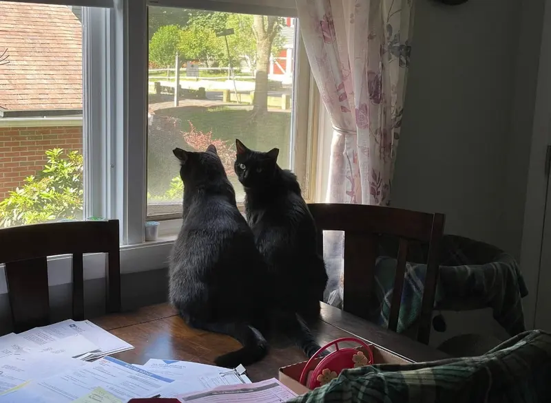 Chazzy & Ollie, photo 5