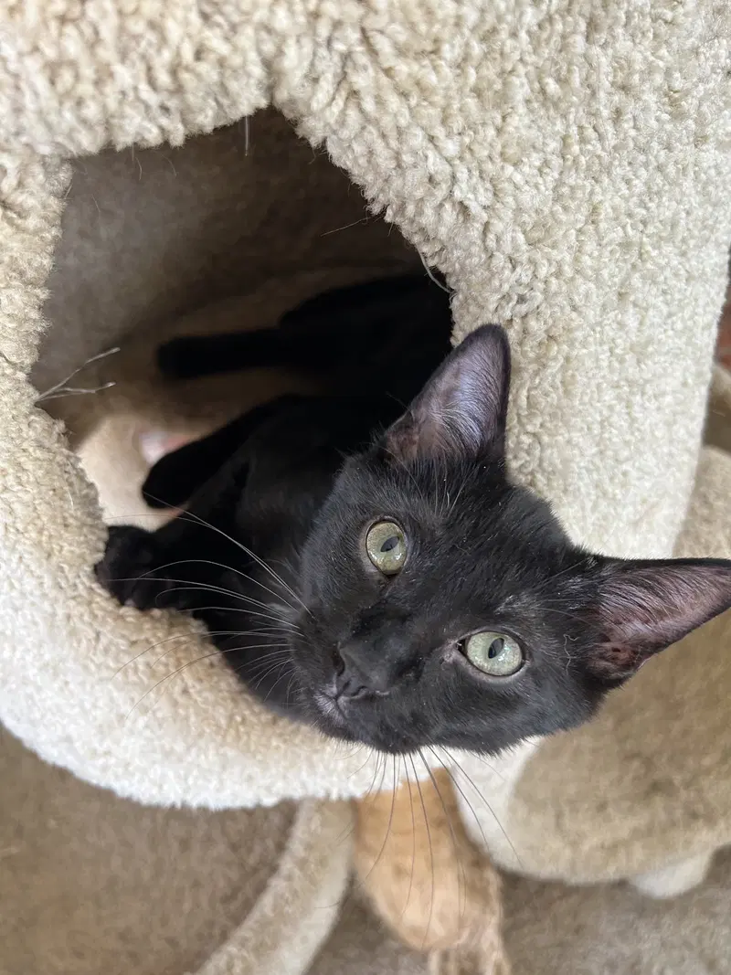 Baloo, a male kitten up for adoption