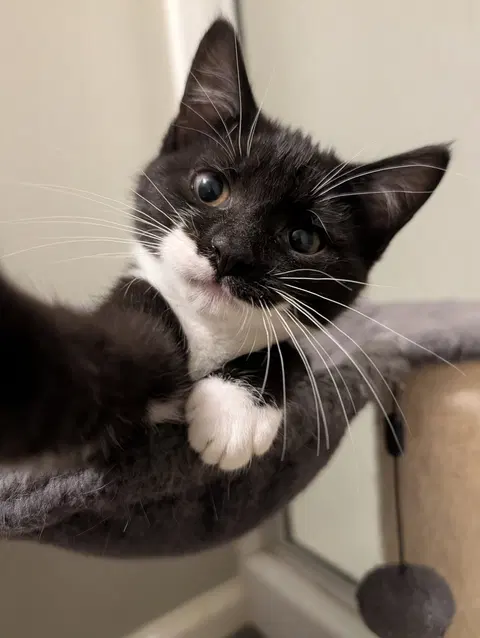 Watch the video of Andrea's Rowen KITTEN