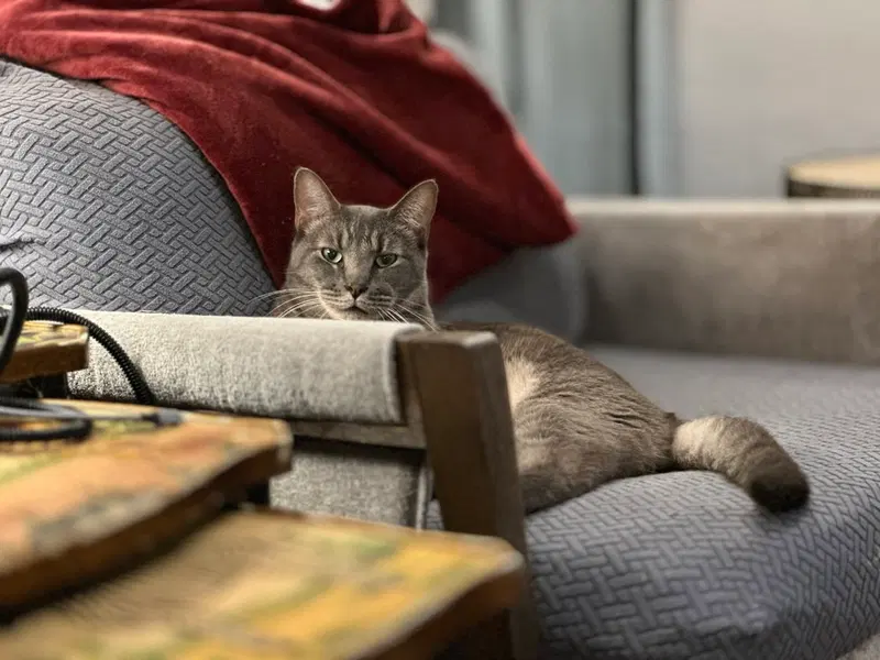 Milo Mike, photo 2