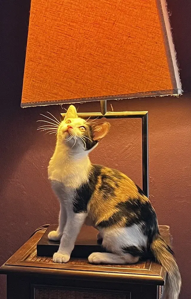 Daisy, photo 2