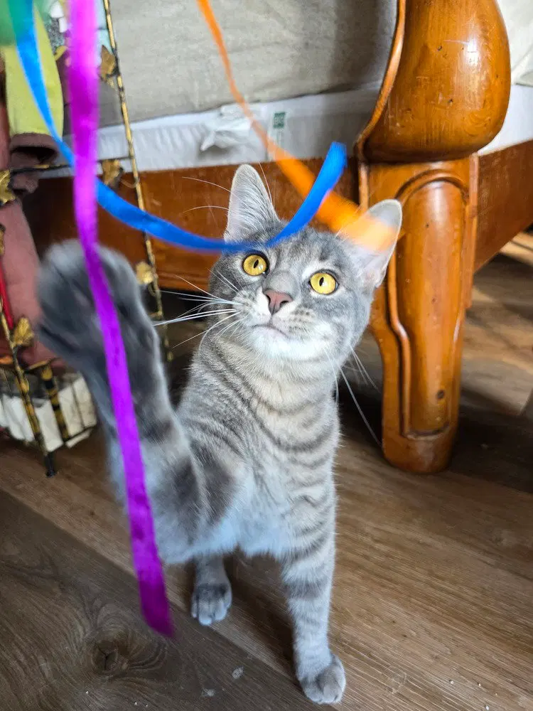 Cobalt, a male kitten up for adoption