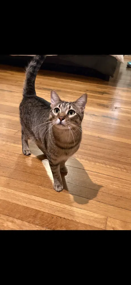 Nubsy, photo 2