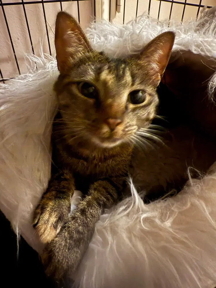 Roxie Cain, photo 3