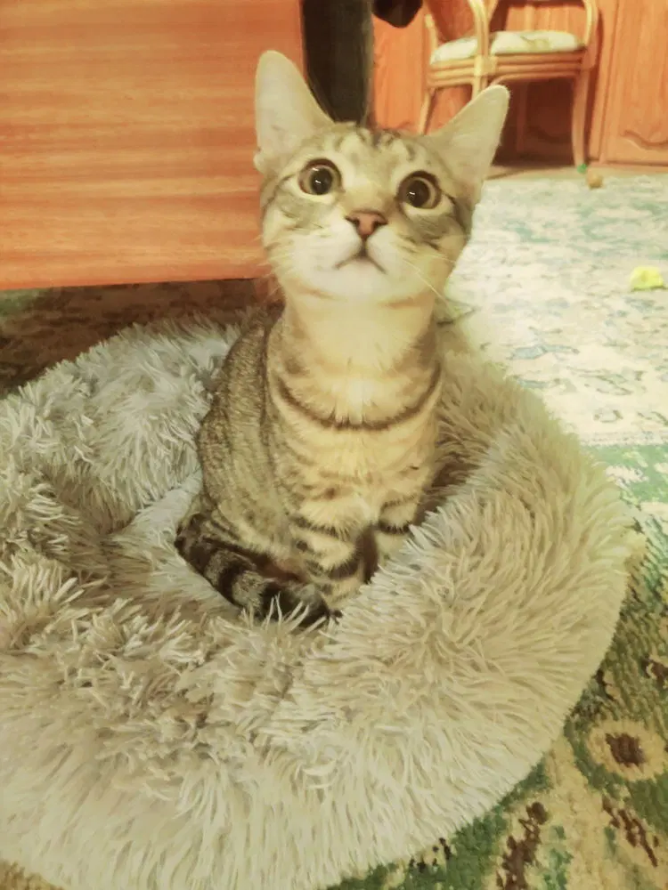 Harley, a male kitten up for adoption