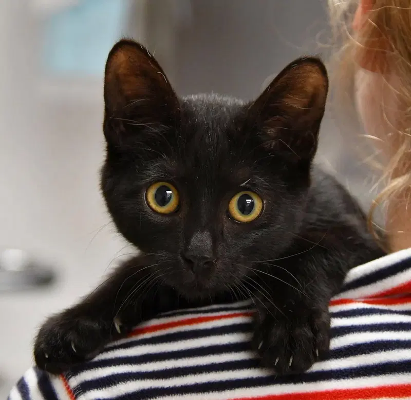 Emberly Suits, a female kitten up for adoption