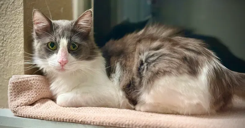 Warzenhof Romeo, an adult male cat up for adoption
