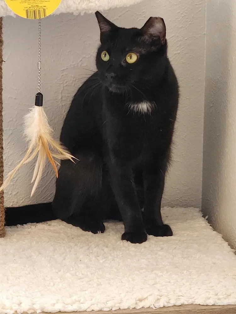 Alice, a young female cat up for adoption