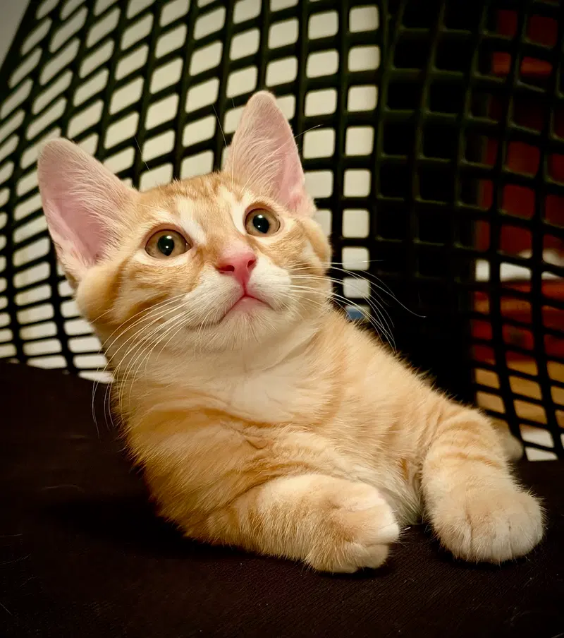 Marmalade, photo 5