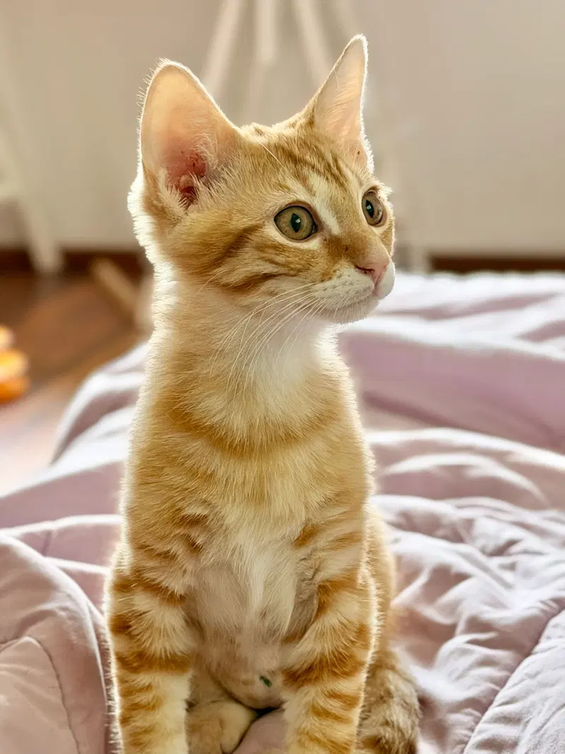 Marmalade, photo 7
