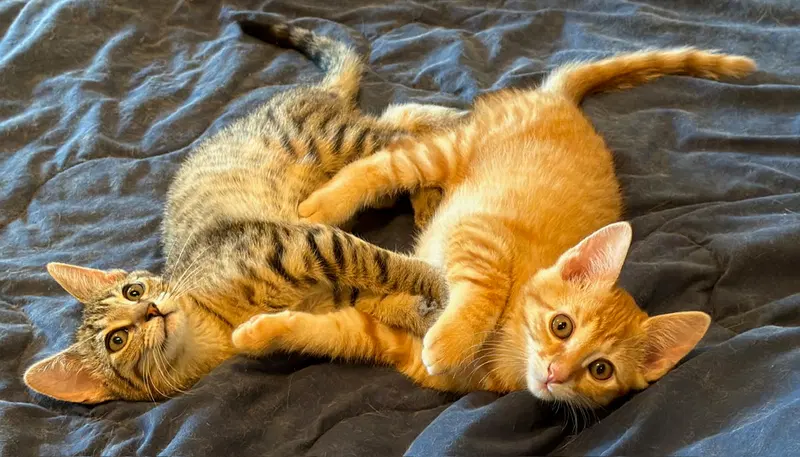 Marmalade, photo 8
