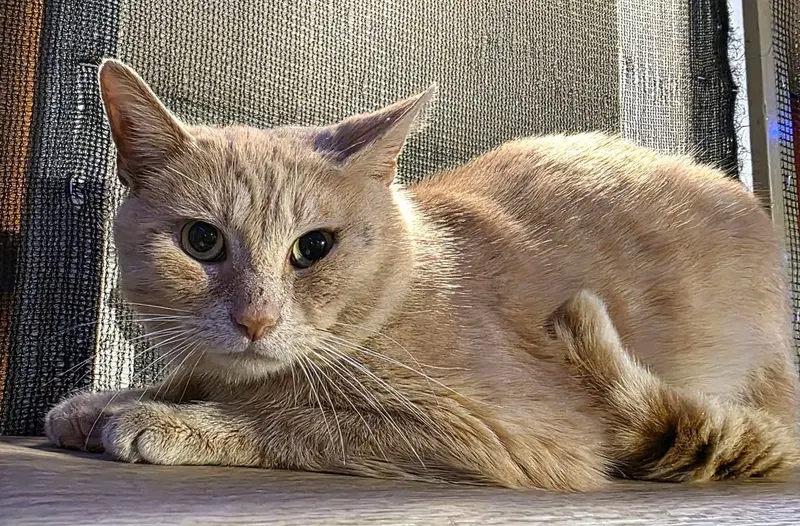 Professor Pumpkin Paws, photo 6