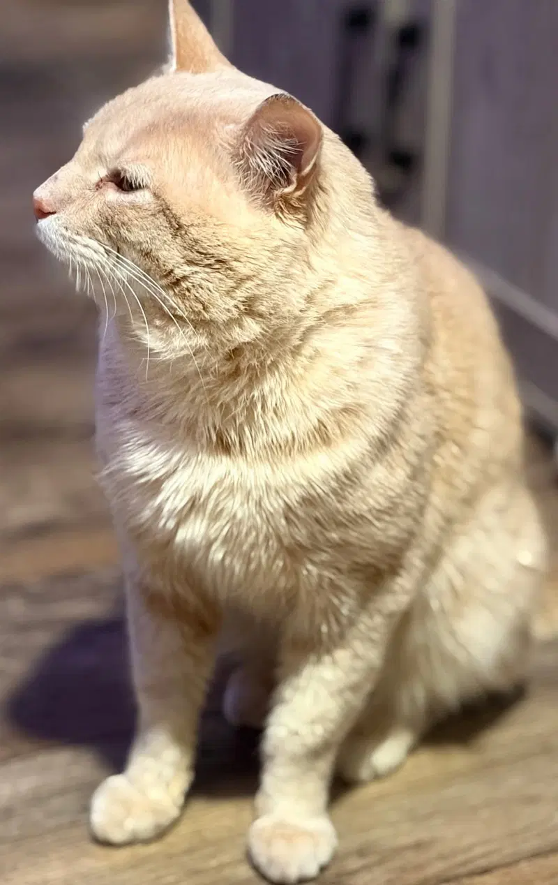 Professor Pumpkin Paws, photo 7