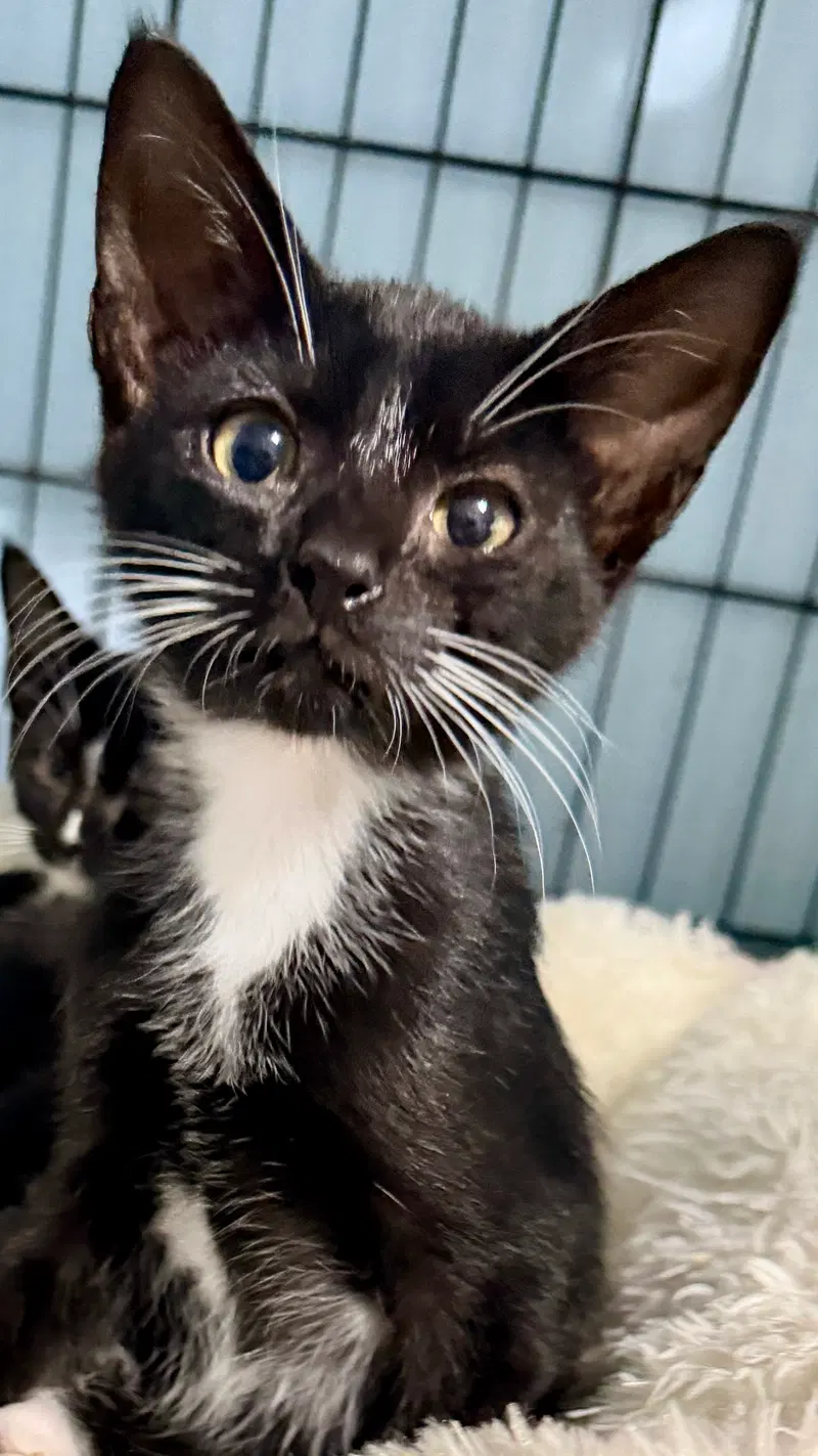 Ciggy, a young male Tuxedo cat up for adoption