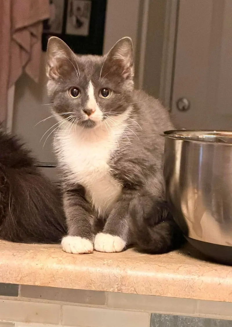 Crash, a male kitten up for adoption