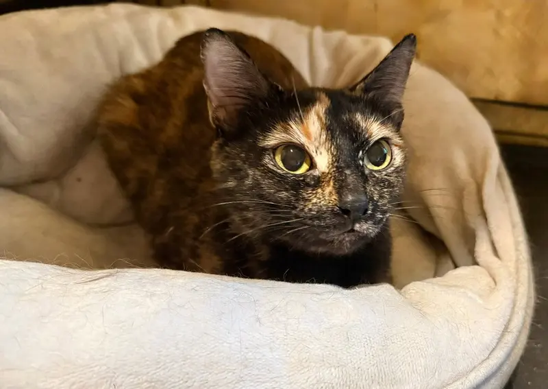 Lilith, an adult female Tortoiseshell cat up for adoption