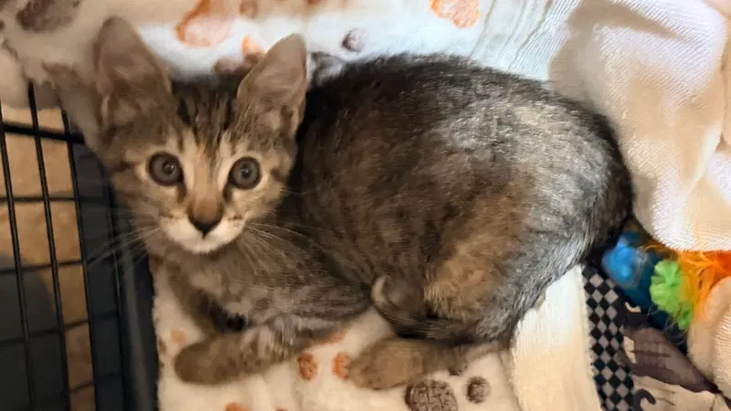 Fiona, a female Tabby kitten up for adoption