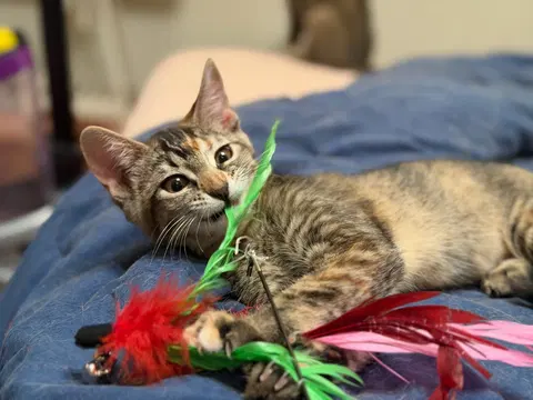 Watch the video of Mango