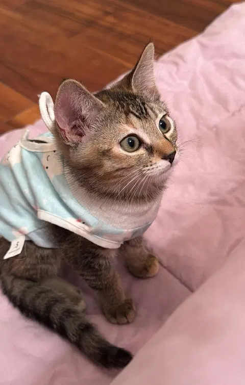 Watch the video of Tango