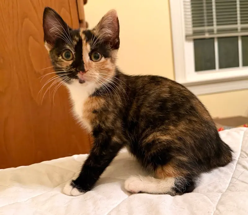 Andia, a female kitten up for adoption