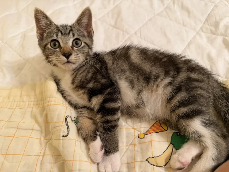 Rooster, a male kitten up for adoption