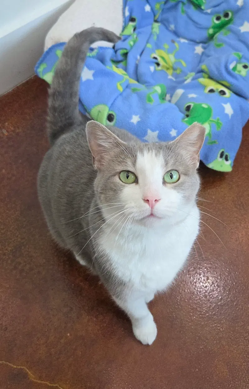 Gracie, an adult female cat up for adoption